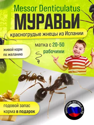 LUCKY ANT Муравьи жнецы для муравьиной фермы Messor Denticulatus