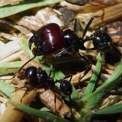 Messor barbarus (красноголовый муравей-жнец) : описание, содержание,  кормление, уход