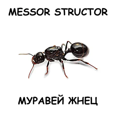 Муравьи Messor structor (мессор Структор, муравей Жнец): 180 грн. - Другие  животные Харьков на Olx