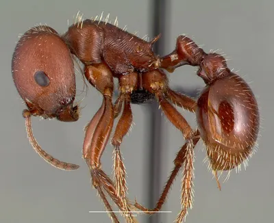 Pogonomyrmex barbatus — Википедия