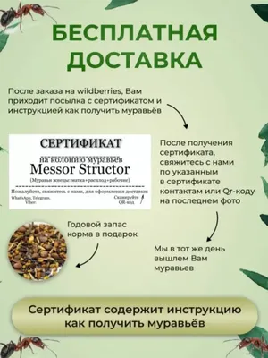 LUCKY ANT Муравьи для муравьиной фермы