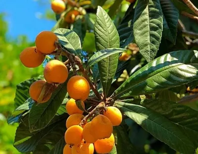 Коллекции растений ЦСБС СО РАН - Eriobotrya japonica (Thunb.) Lindl. – Мушмула  японская