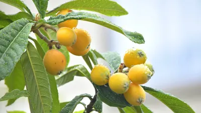 Мушмула японская (Eriobotrya japonica) — путеводитель по отдыху в Крыму