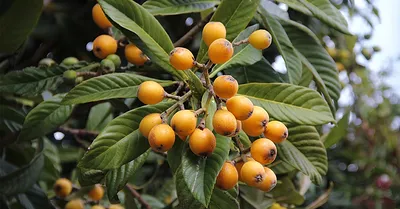 Nature loquat - Мушмула. Плод с весьма необычным названием мушмула является  удивительно вкусным и полезным - он способен излечить человека от множества  различных заболеваний, а также насытить организм всеми необходимыми  витаминами и