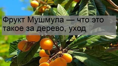 Отпуск в Черногории. - ....Мушмула японская, она же бива, она же локва или  шесек... ⠀ Внешне - очень похожа на абрикос — их легко перепутать. ⠀ На  вкус, она напоминает скорее айву