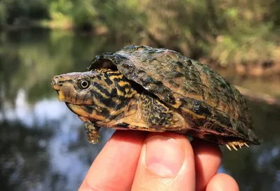 Sternotherus peltifer (Полосатошеяя мускусная черепаха) - Черепахи.ру