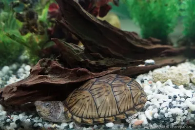 Мускусная черепаха: описание, виды, содержание и уход