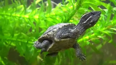 Sternotherus carinatus (Килеватая мускусная черепаха) - Черепахи.ру