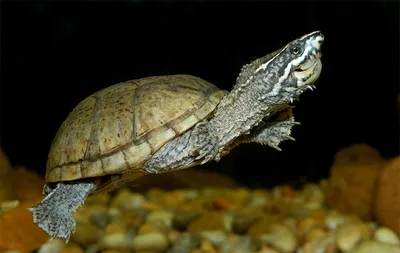 Черепаха мускусная обыкновенная (Sternotherus odoratus Musk Turtle)
