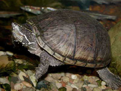 Обыкновенная мускусная черепаха (Черепахи) · iNaturalist