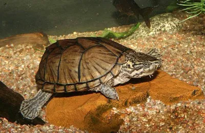 Мускусная черепаха: содержание, фото, видео