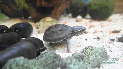 Черепаха Мускусная от магазина