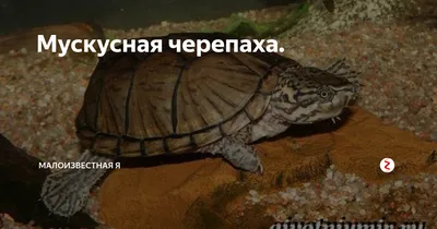 Килеватая мускусная черепаха (Sternotherus carinatus) - YouTube