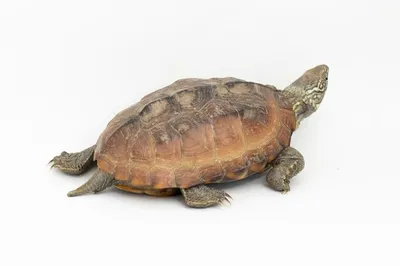 Остроносая мускусная черепаха sternotherus carinatus на белом фоне |  Премиум Фото