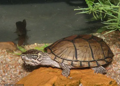 Sternotherus odoratus (Обыкновенная мускусная черепаха) - Черепахи.ру