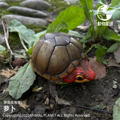 Мускусные черепахи (лат. Sternotherus odoratus)