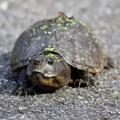 Обыкновенная мускусная черепаха(Sternotherus odoratus)