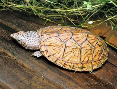 Мускусная черепаха и килеватая мускусная черепашка — Сообщество «Аквариум  (и его обитатели)» на DRIVE2