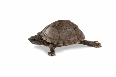 Иловые черепахи — Википедия