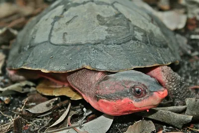 Шевченко Матвей Олегович on Instagram: \"Килеватая мускусная черепаха Эти  черепахи живут в пресноводных тёплых водоемах и являются больше хищниками,  хотя едят и водную растительность. У них длинная и очень подвижная шея, что