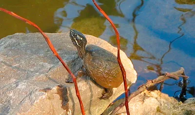 Остроспинная мускусная черепаха остроносая мускусная черепаха крупный план  на изолированном фоне | Премиум Фото