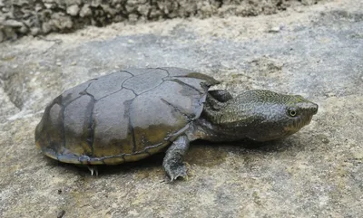 Sternotherus depressus (Плоская мускусная черепаха) - Черепахи.ру