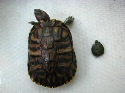 6 Лучших видов черепах в качестве домашнего животного 🐢 (фото и описание)  | Кругозор Питомцев | Дзен