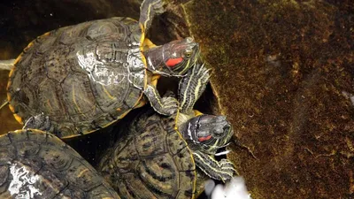 Красноухая черепаха • Виктория Шляховая • Научная картинка дня на  «Элементах» • Зоология