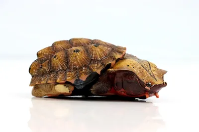 Западная расписная черепаха (Chrysemys picta bellii) - Живая планета