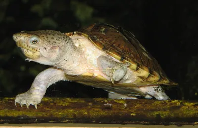 Мускусные черепахи — Википедия