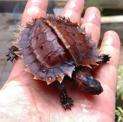 Карликовые черепахи | Пикабу