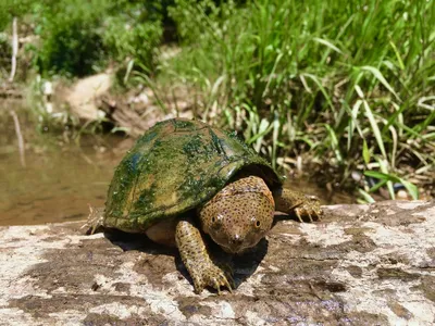 Килеватая мускусная черепаха (Черепахи) · iNaturalist
