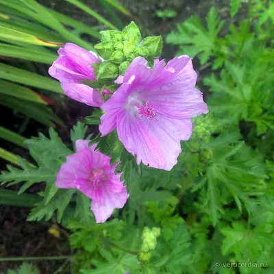 Мальва мускусная / Malva moschata - Мальва для Подмосковья - купить в  Gardens