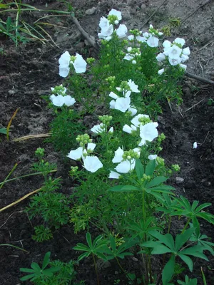Мальва мускусная - 90 семена - Malva moschata – Garden Seeds Market |  Бесплатная доставка