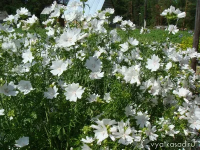 Мальва мускусная (Malva moschata) - PictureThis