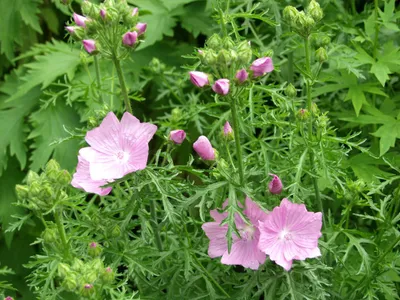 Цветок Мальва Мускусная — стоковые фотографии и другие картинки Musk Mallow  - Musk Mallow, Белый фон, Мальва - iStock