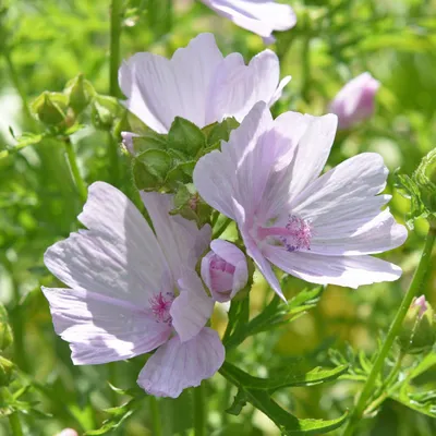 Мальва, или просвирник мускусный (Мalva moschata)