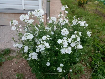 Мальва мускусная, просвирник мускусный Альба — Malva mosch… | Flickr