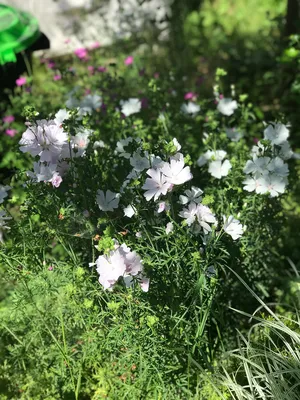 Мальва мускусная 'Appleblossom'
