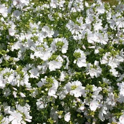 Мальва мускусная (Malva moschata) купить с доставкой по Беларуси \"BuonRoza \"