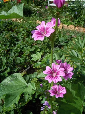 Igar Dadzkov on X: \"Musk mallow. Myskmalva. Мускусная мальва. #nature  #flowers #MuskMallow #myskmalva #FlowersPhoto https://t.co/yQ4bU1liWY\" / X