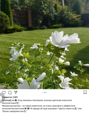 Мальва мускусная - 90 семена - Malva moschata – Garden Seeds Market |  Бесплатная доставка