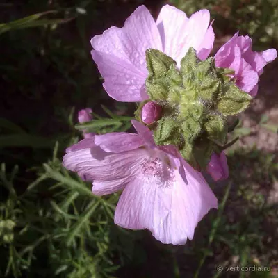 сад #мальвамускусная / Мальва мускусная ( лат. malva moschata) на даче.  Розовое лето - YouTube