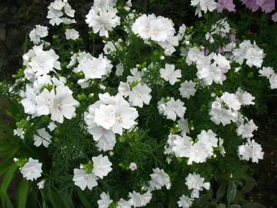 Мальва мускусная (Malva moschata) купить с доставкой по Беларуси \"BuonRoza \"