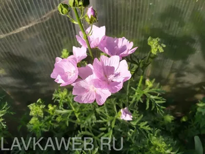 мальва мускусная | Plants, Garden