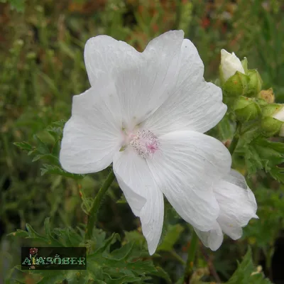 Мальва мускусная – Malva moschata L. (2) — Мегаэнциклопедия Кирилла и  Мефодия — медиаобъект