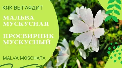 Мальва, она же штокроза: посадка и уход - Рамблер/новости