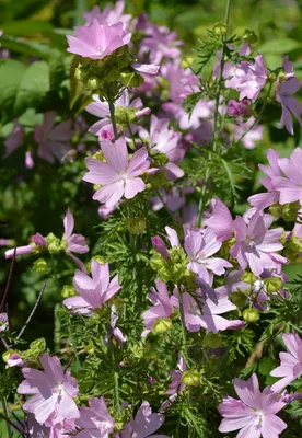 🌿 #Мальва мускусная, или просвирник мускусный / #Malva moschata 🌿 🌸 Вид  растений рода Мальва (Malva) семейства Мальвовые (Malvaceae).… | Дикий сад,  Дикие, Сад