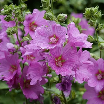 Malva moschata L., Мальва мускусная (World flora) - Pl@ntNet identify