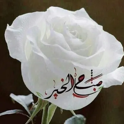 Мусульманские цветы - красивые фото